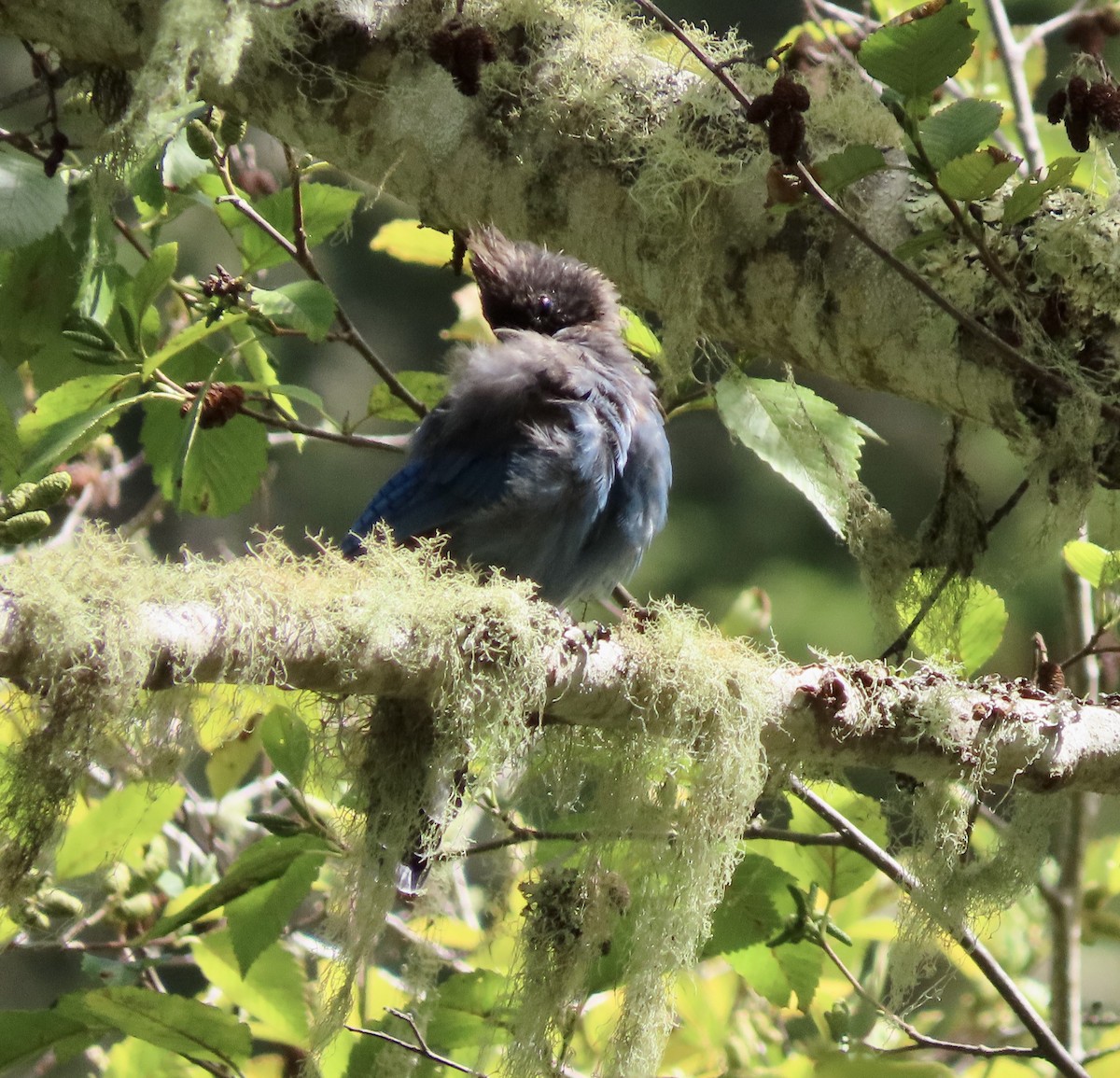 Steller's Jay - ML609274419