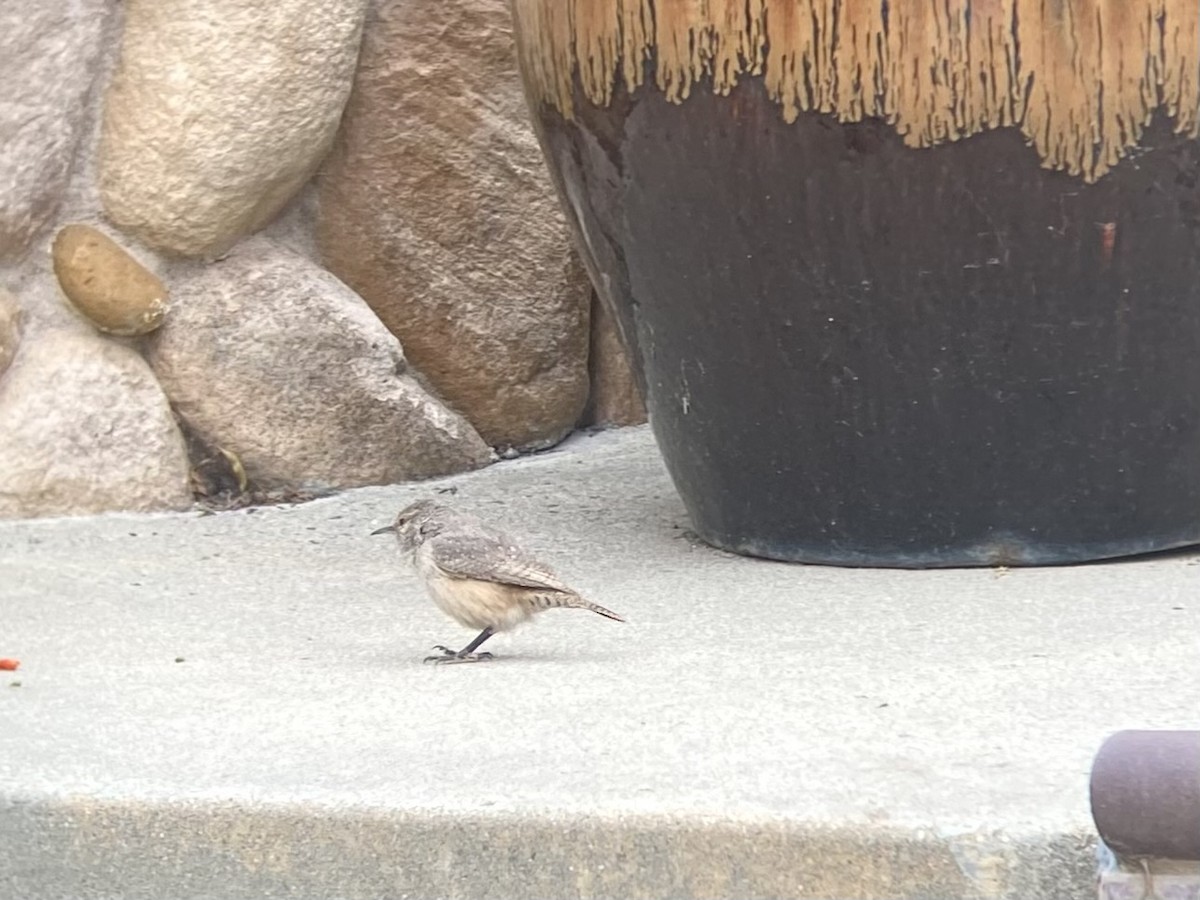 Rock Wren - ML609274470