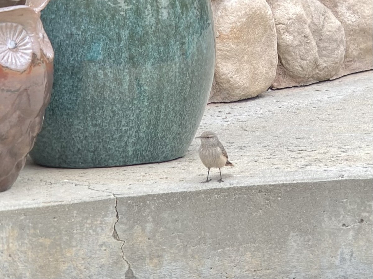 Rock Wren - ML609274471