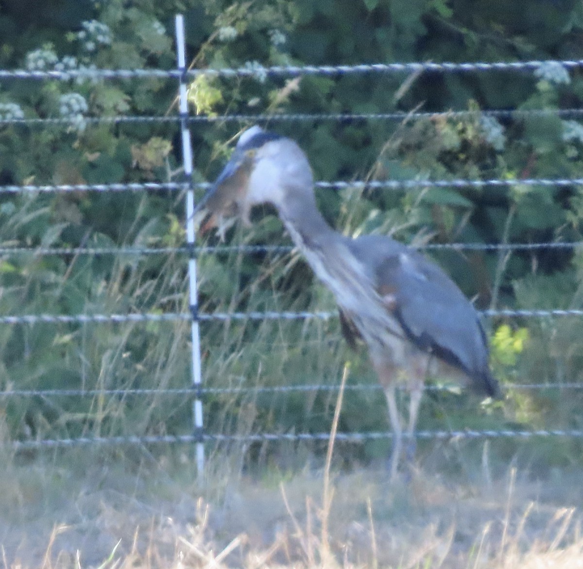 Great Blue Heron - ML609274533