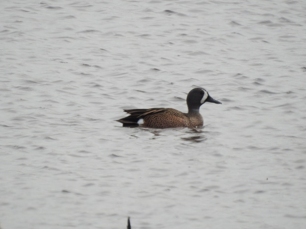 Blue-winged Teal - ML609274552