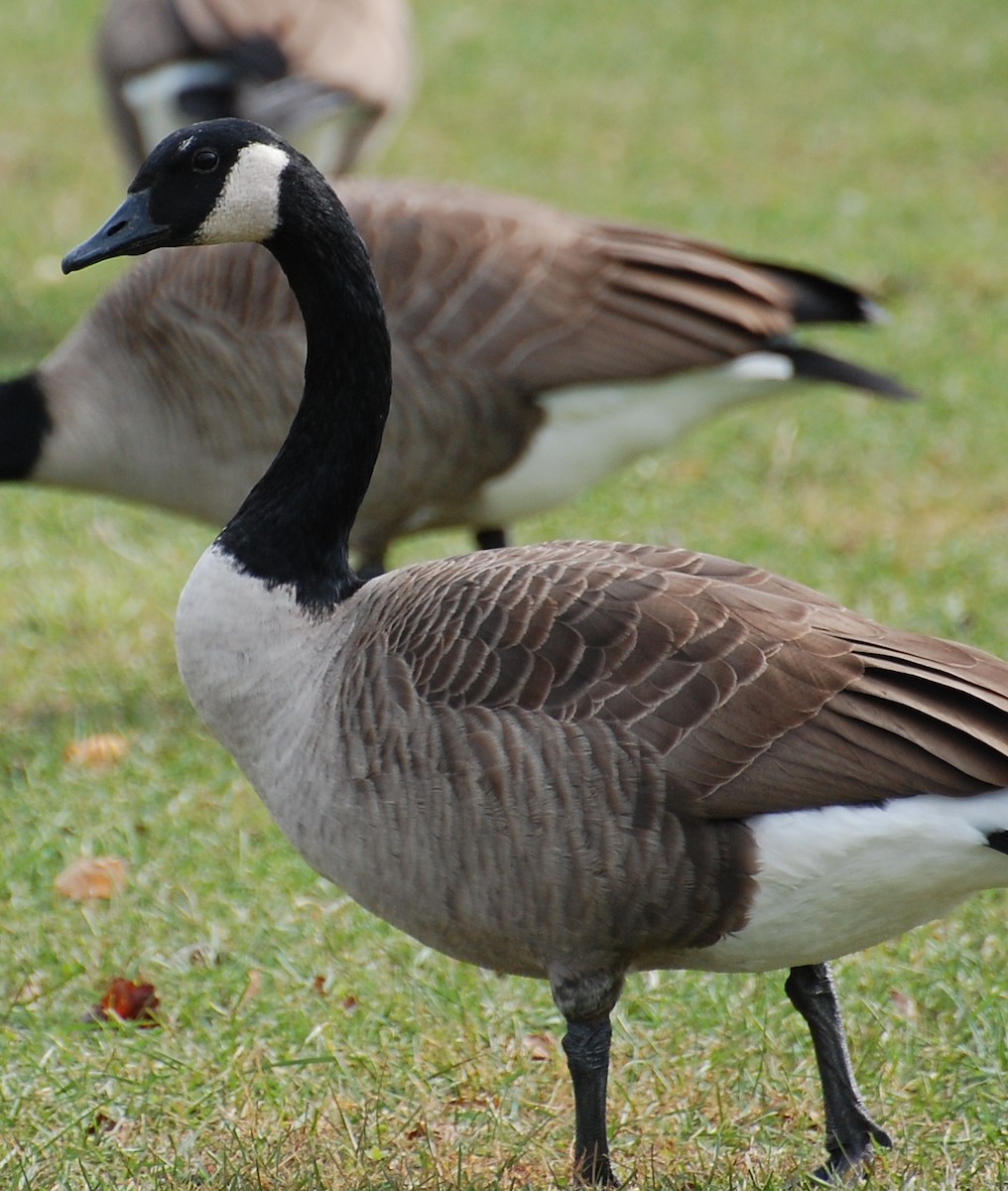 Canada Goose - ML609274688