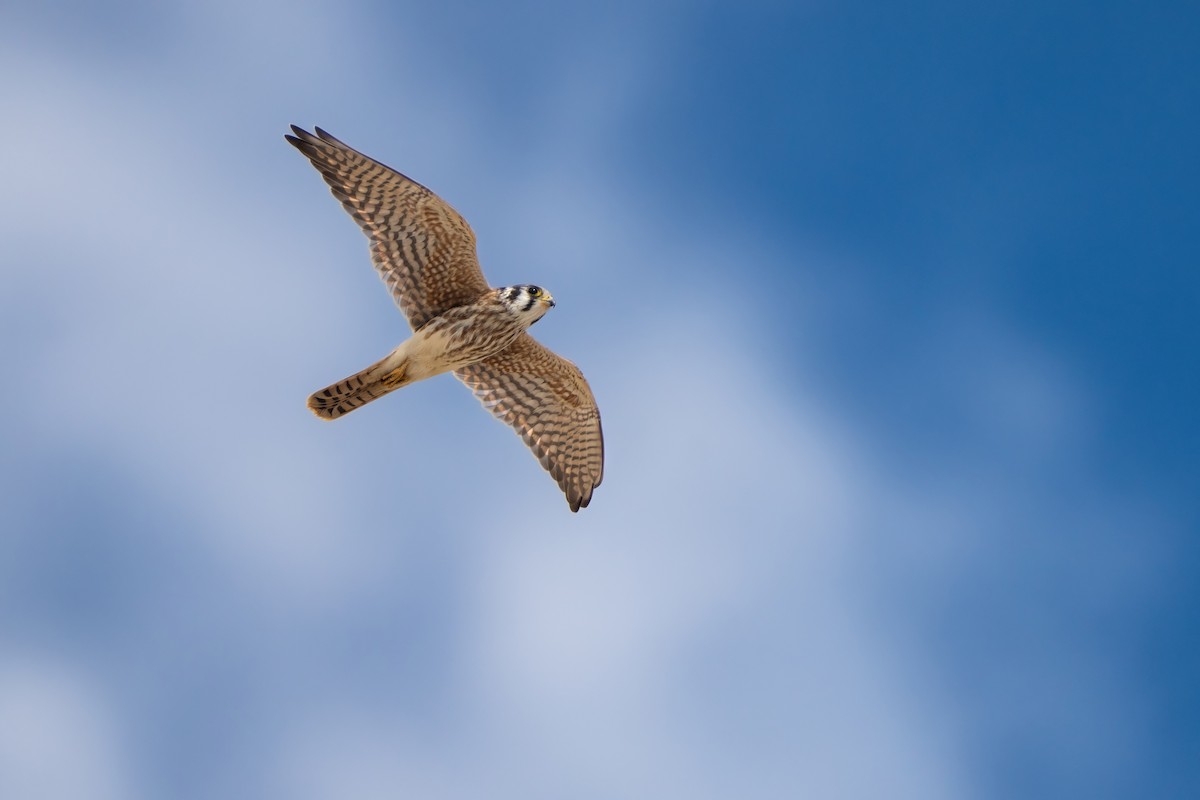 American Kestrel - Isaac Polanski