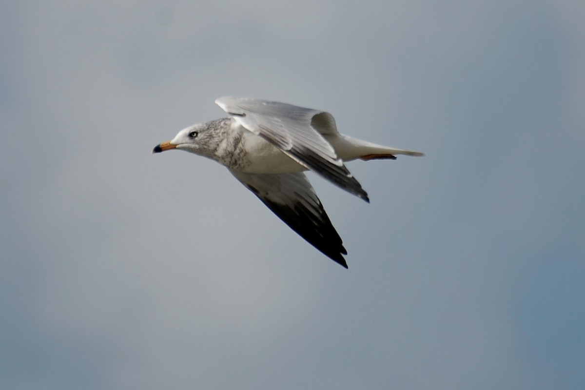 Ring-billed Gull - ML609274703