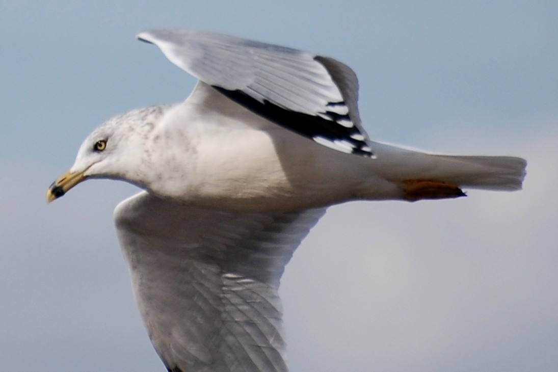 Ring-billed Gull - ML609274705