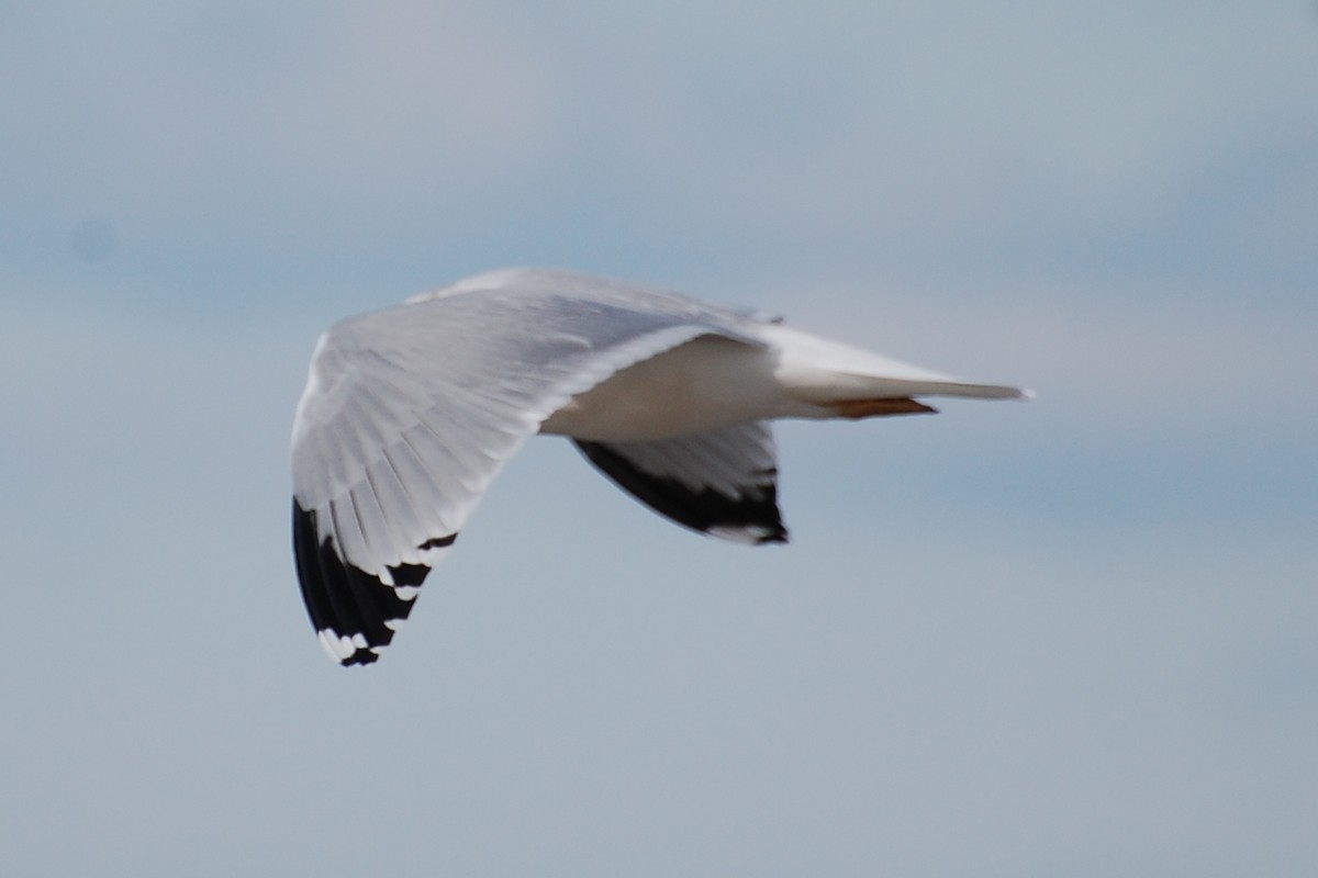 Ring-billed Gull - ML609274711