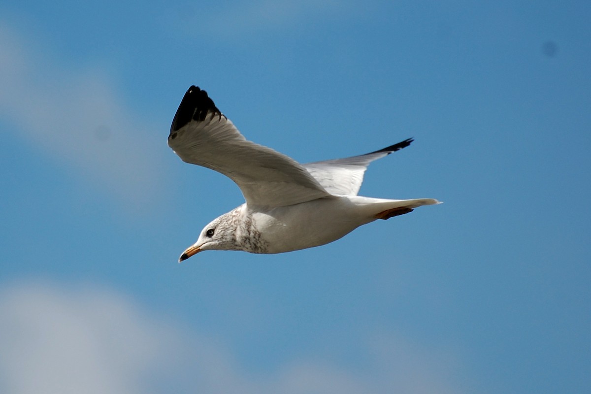 Ring-billed Gull - ML609274713