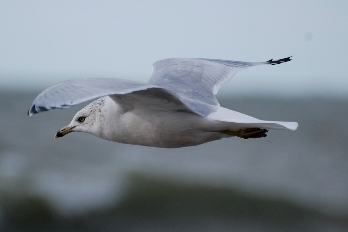 Ring-billed Gull - ML609274724