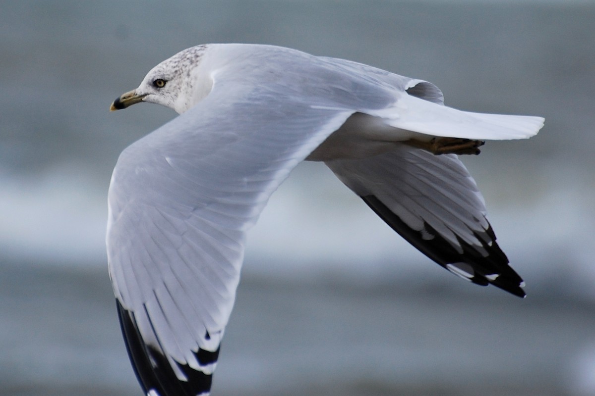 Ring-billed Gull - ML609274728