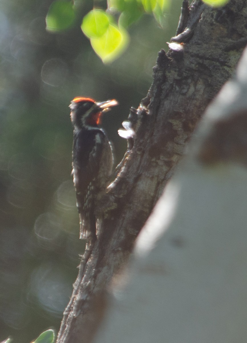 Red-naped Sapsucker - Angie W