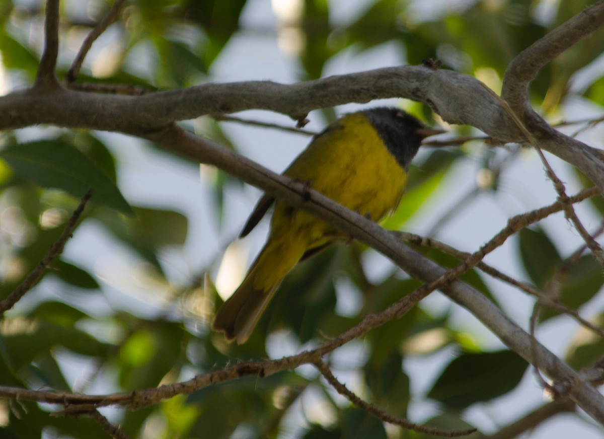 MacGillivray's Warbler - ML609274778