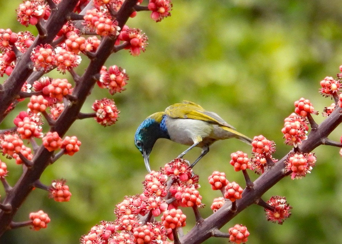 Green-headed Sunbird - ML609274783