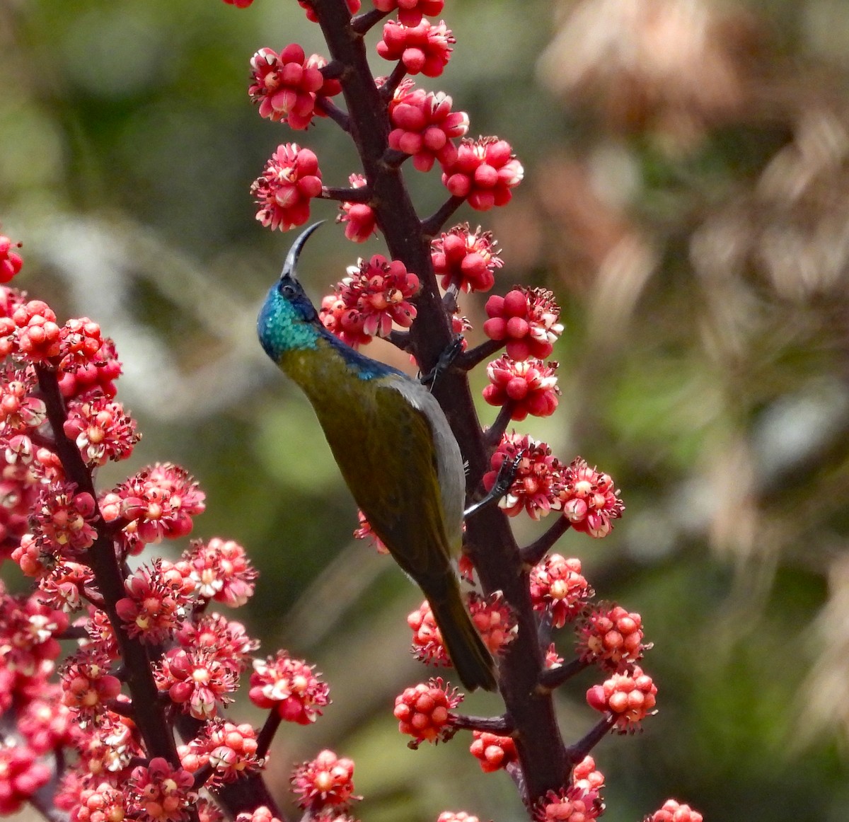 Green-headed Sunbird - ML609274788