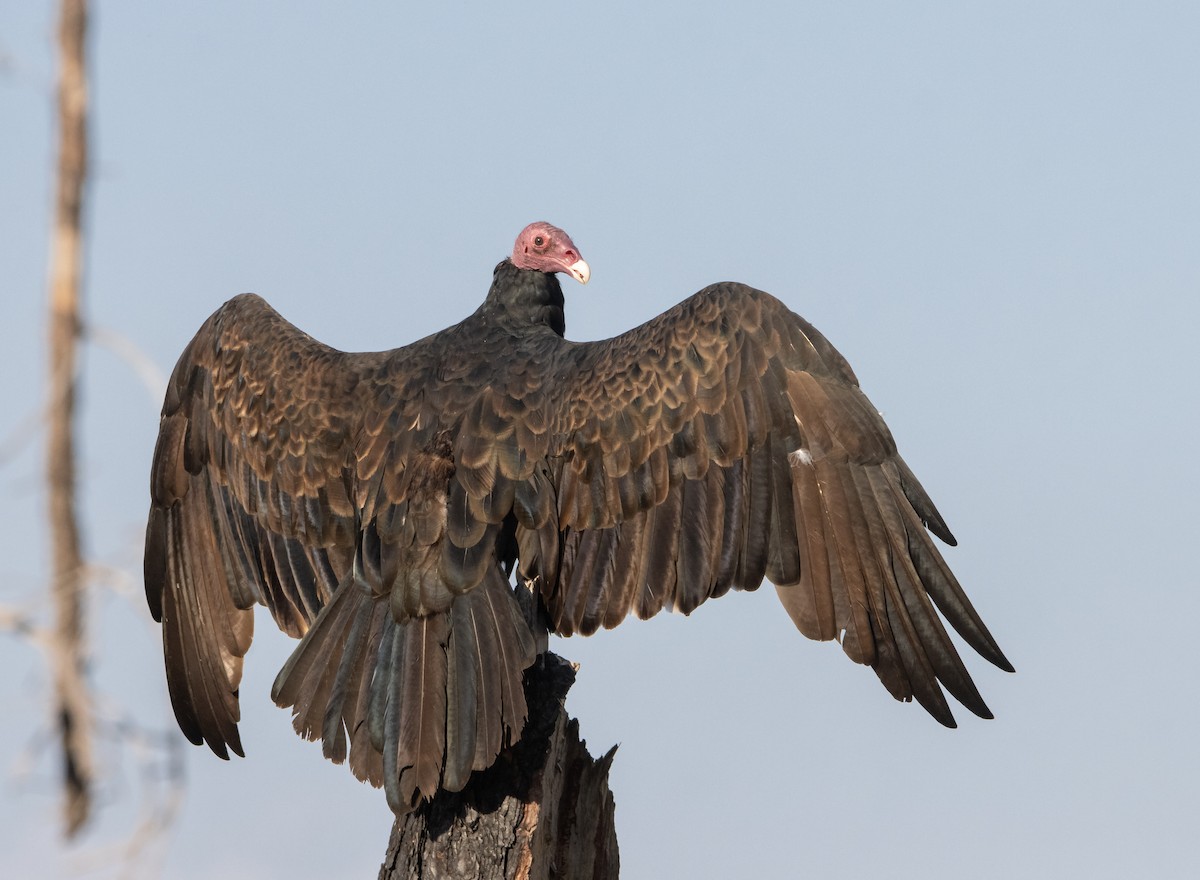 Turkey Vulture - ML609274790