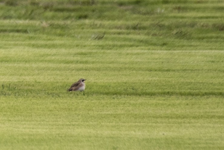 Horned Lark - ML609274801