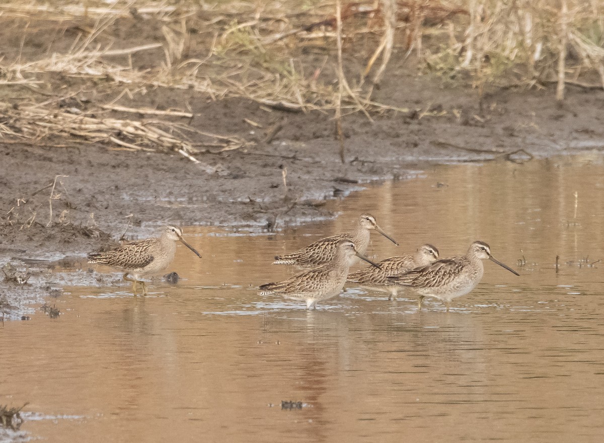 Short-billed Dowitcher - ML609274828