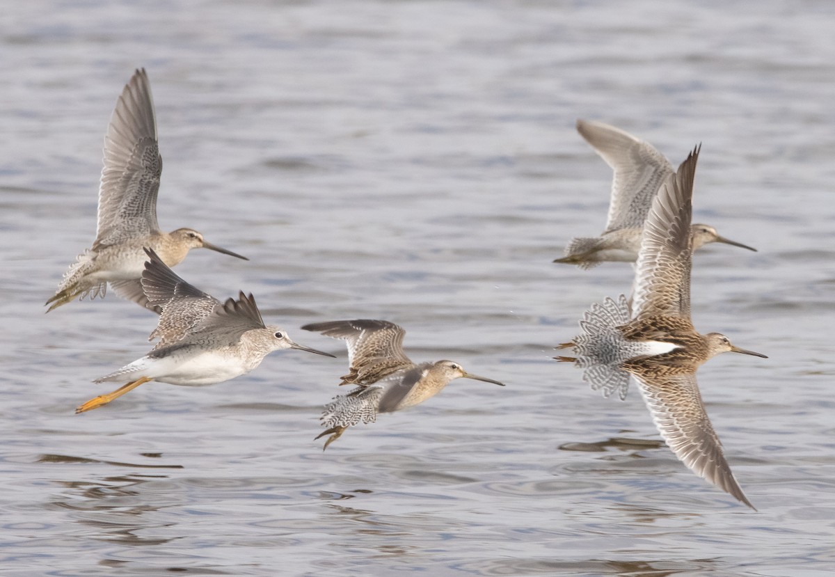 Short-billed Dowitcher - ML609274829