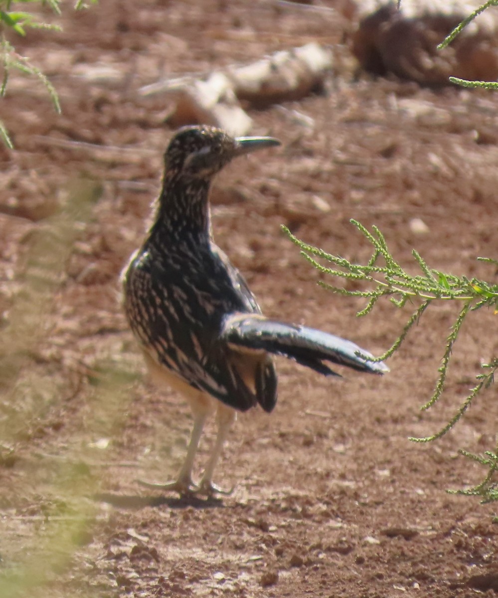 Greater Roadrunner - ML609274835