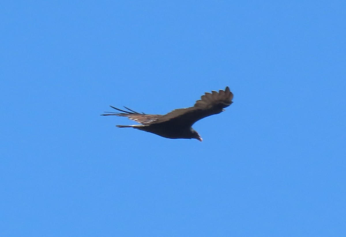 Turkey Vulture - ML609274855