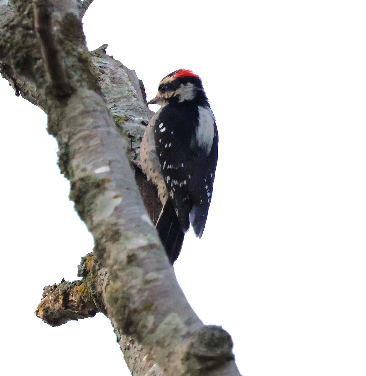 Downy Woodpecker - Margaret Brown