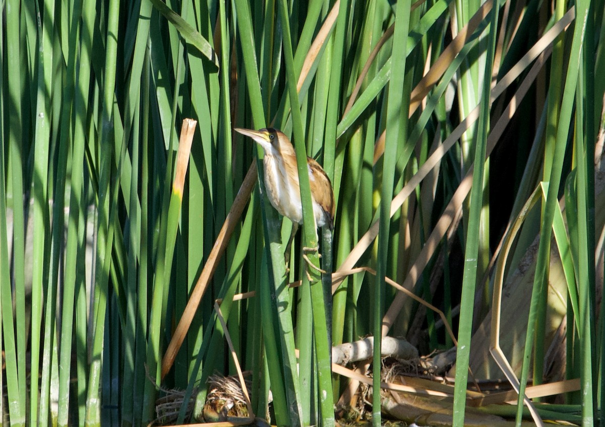 Least Bittern - ML609274967