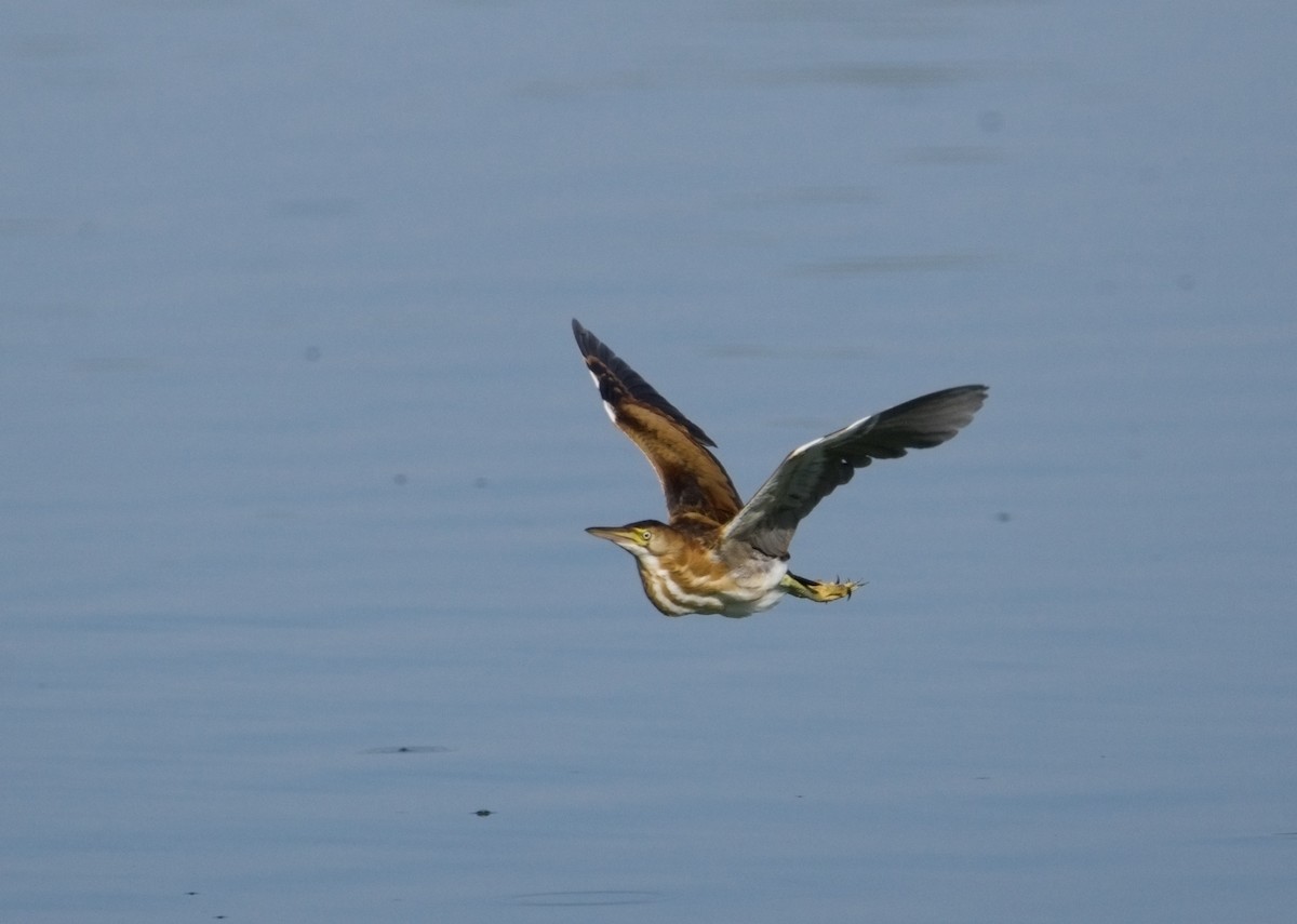 Least Bittern - ned bohman