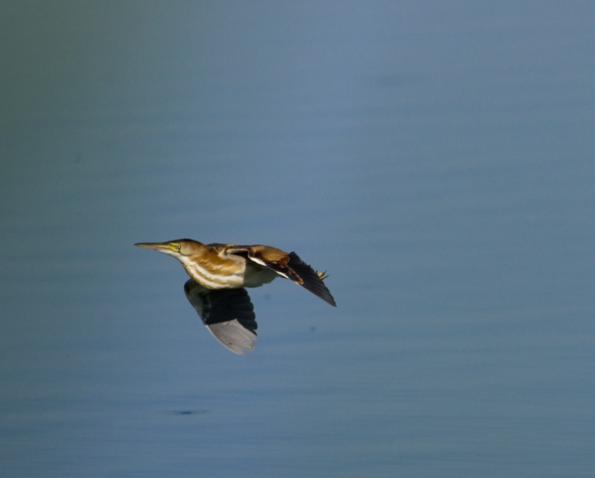 Least Bittern - ML609274969