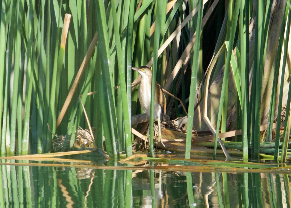 Least Bittern - ML609274971