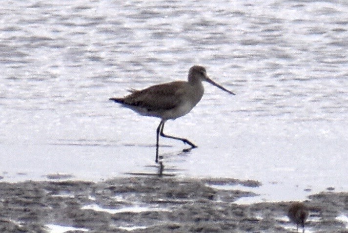 Hudsonian Godwit - ML609274990