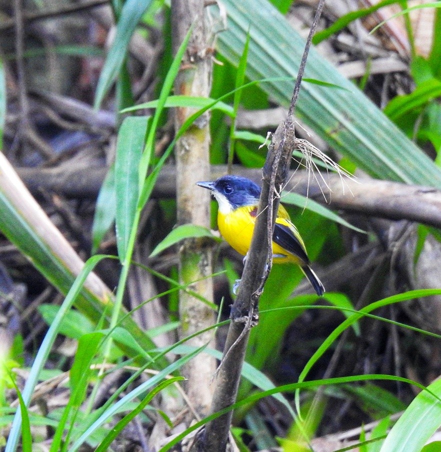 Golden-winged Tody-Flycatcher - fabian castillo