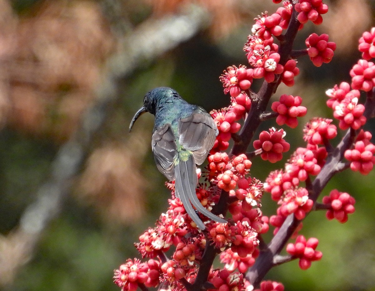 Bronze Sunbird - ML609275066