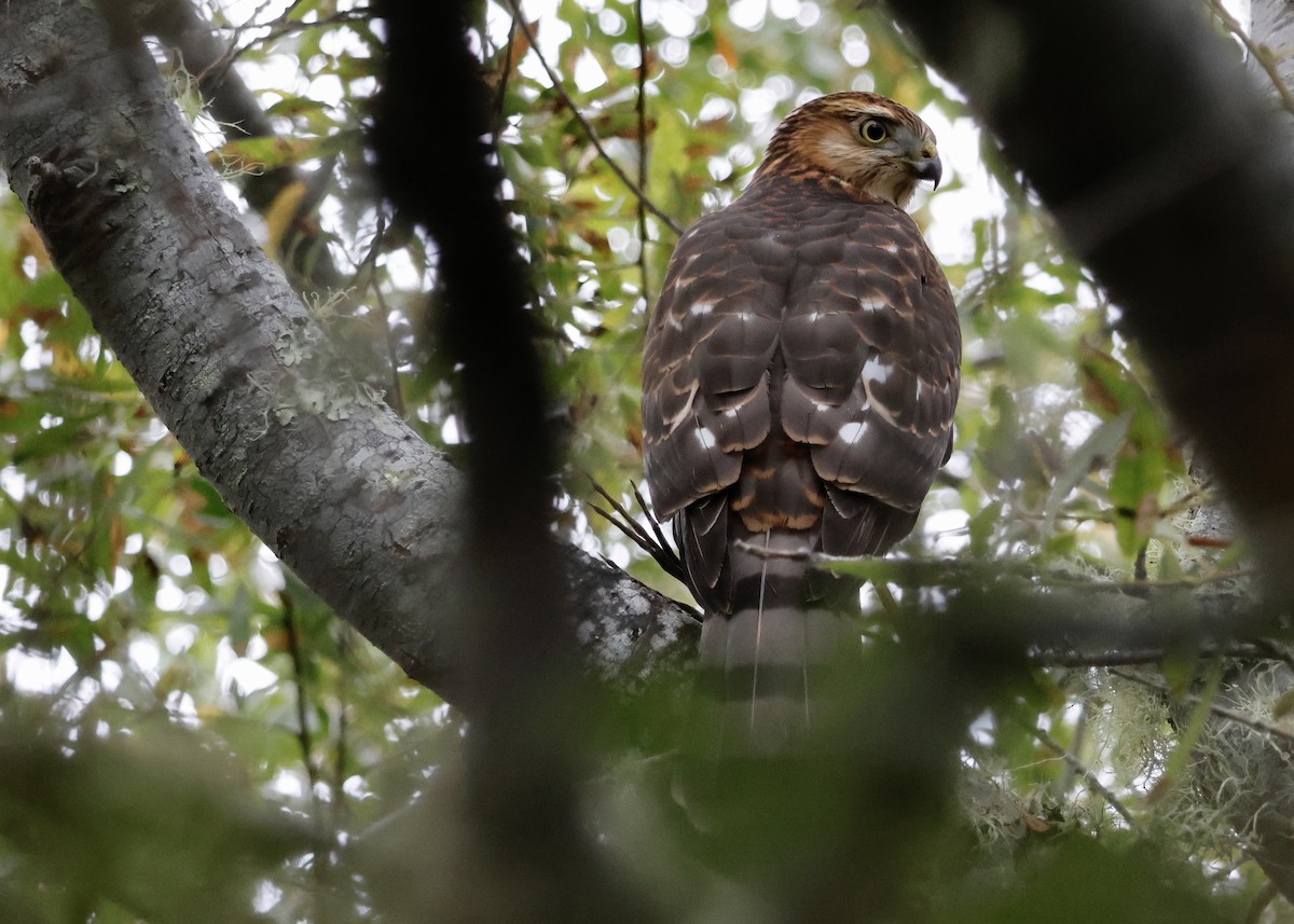 Cooper's Hawk - Jay Carroll