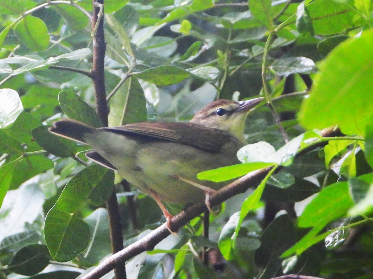 Swainson's Warbler - ML609275217