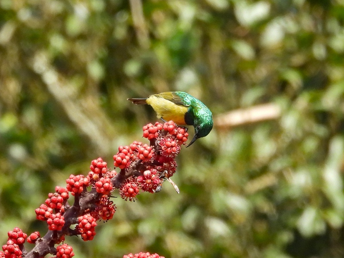 Collared Sunbird - ML609275231