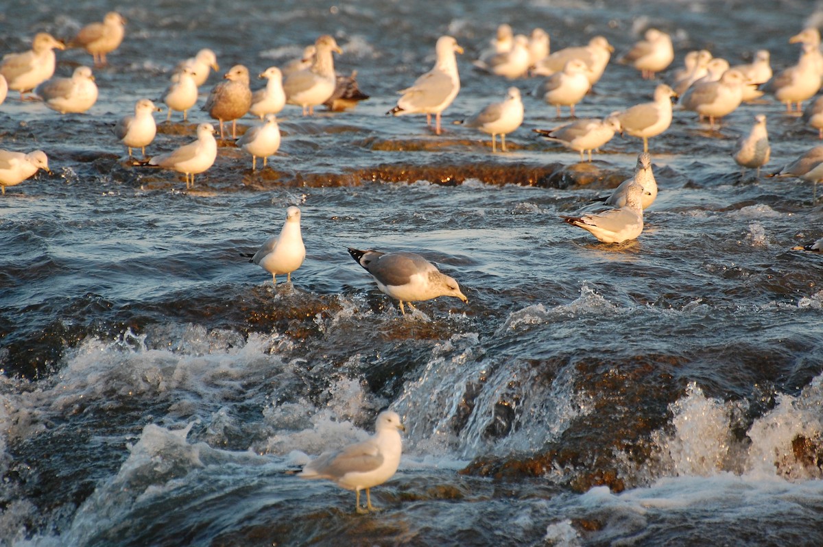 Gaviota Californiana - ML609275307