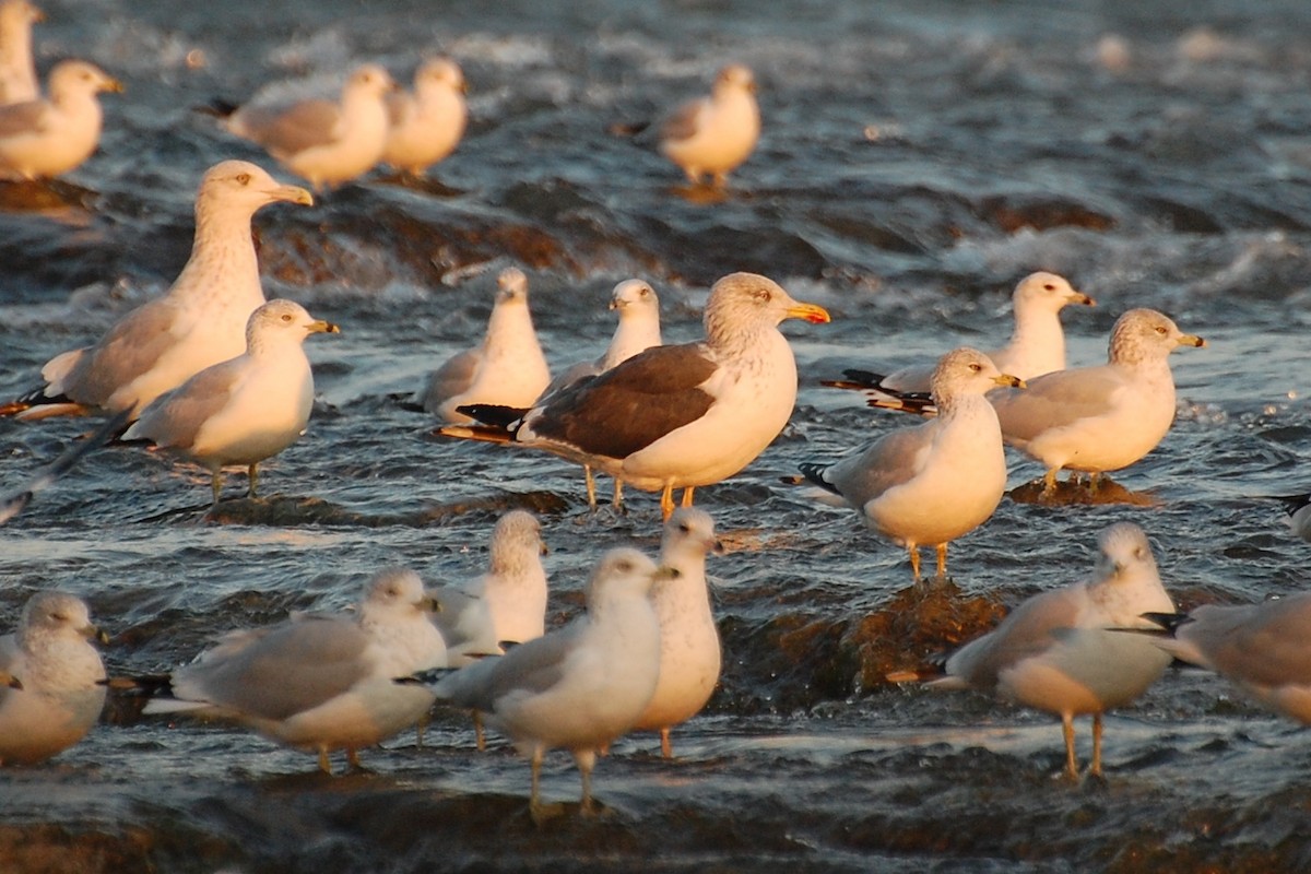 Lesser Black-backed Gull - Christian Newton