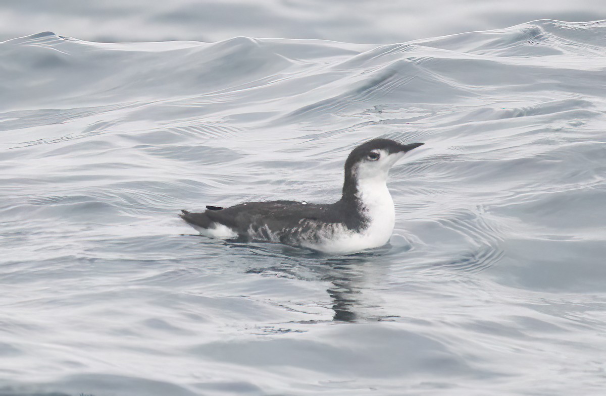 Guillemot de Xantus - ML609275413