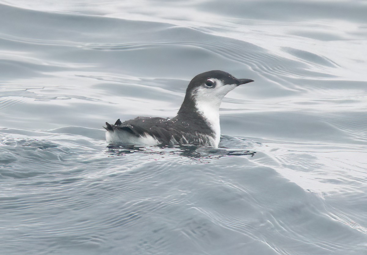 Guillemot de Xantus - ML609275414