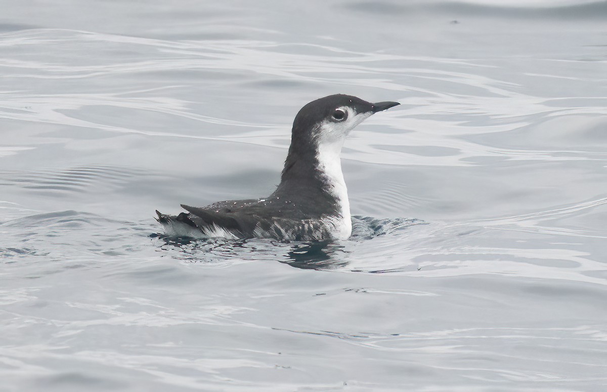 Guillemot de Xantus - ML609275416