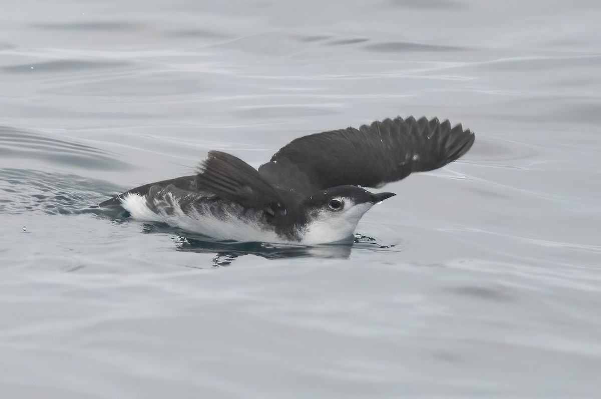 Guillemot de Xantus - ML609275418