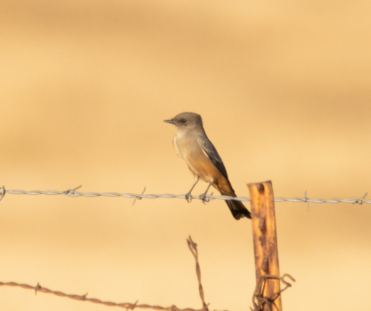 Say's Phoebe - ML609275743