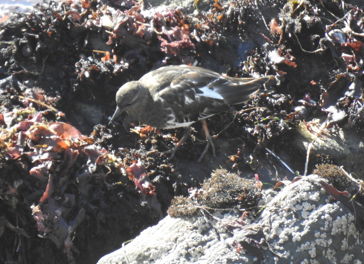 Black Turnstone - ML609275748