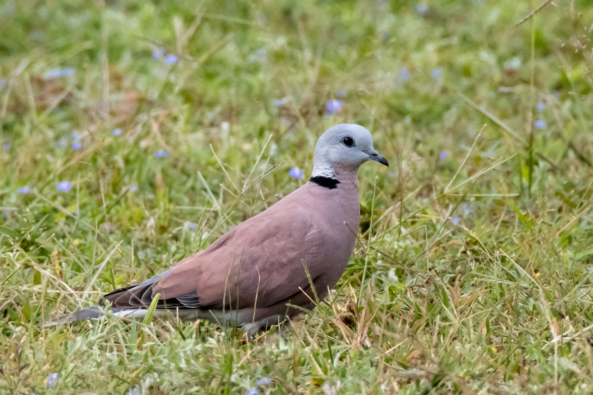 Red Collared-Dove - ML609275749