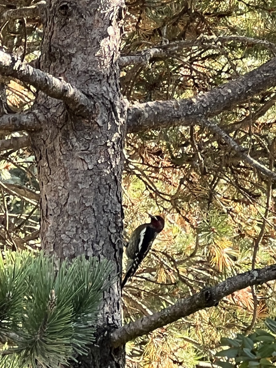 Red-breasted Sapsucker - ML609275754