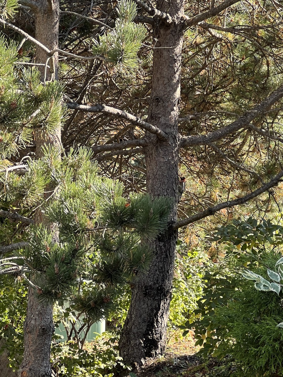 Red-breasted Sapsucker - ML609275755