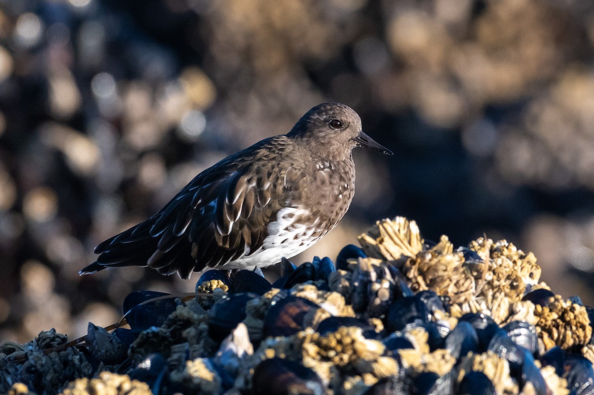 Black Turnstone - ML609275895