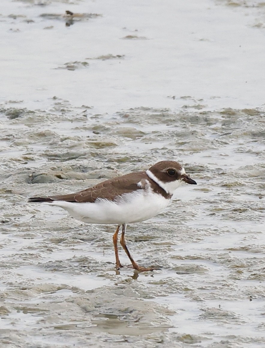 Semipalmated Plover - ML609276125