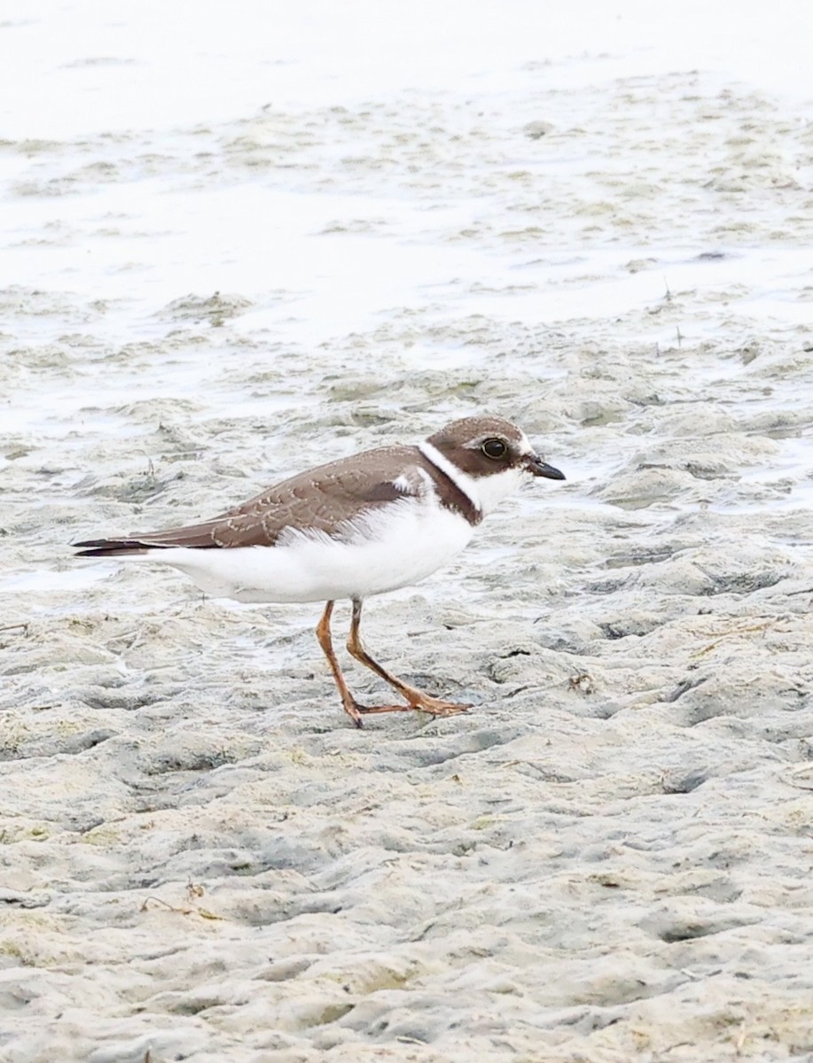 Semipalmated Plover - ML609276126