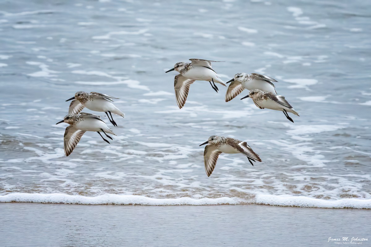 Гурвалж элсэг - ML609276138