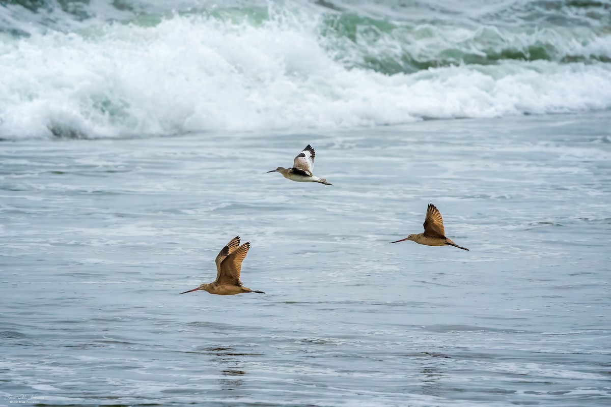 Marbled Godwit - ML609276177